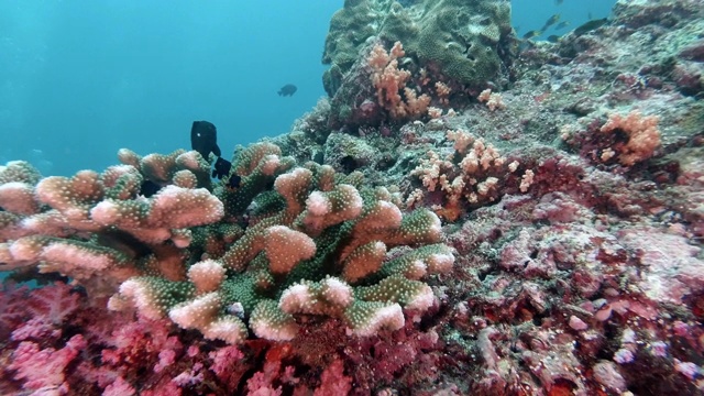 潜水者在泰国的顶级潜水地点与鹿角珊瑚(Pocillopora grandis)在多彩的珊瑚礁视频素材