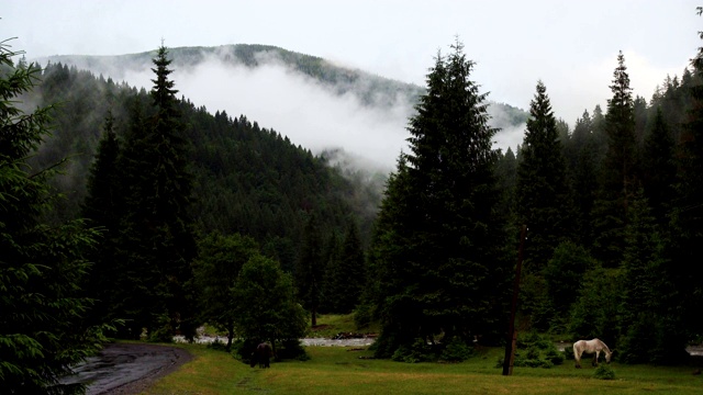 傍晚的群山全景，马在森林草坪上吃草，雨后云彩漂浮视频素材