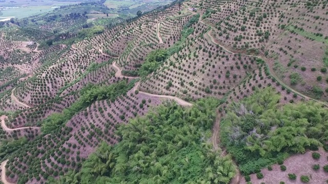 橙色的种植园视频素材