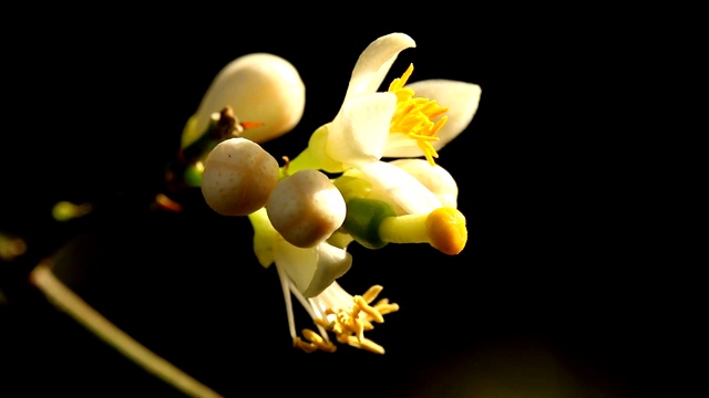 花园里美丽的花视频素材