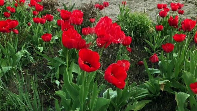 红色的郁金香花在花园里盛开。红色郁金香种在花园里。春天的花园。花坛里五颜六色的郁金香。美丽的春天花郁金香在花园里视频素材