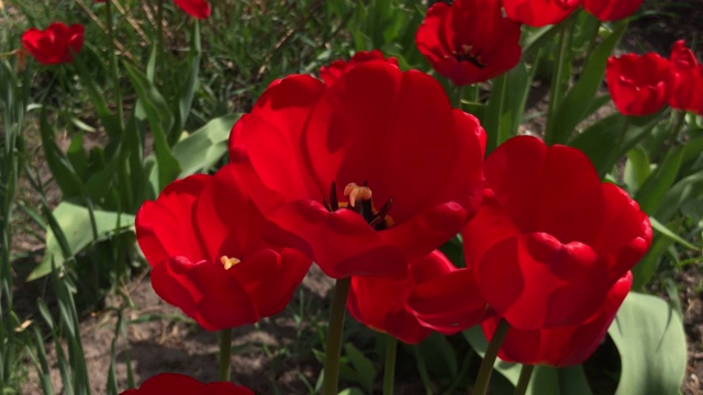 红色的郁金香花在花园里盛开。红色郁金香种在花园里。春天的花园。花坛里五颜六色的郁金香。美丽的春天花郁金香在花园里视频素材