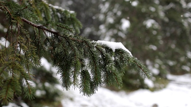 雪花落在冷杉树枝上。雪从森林里的松树树枝上落下。视频素材