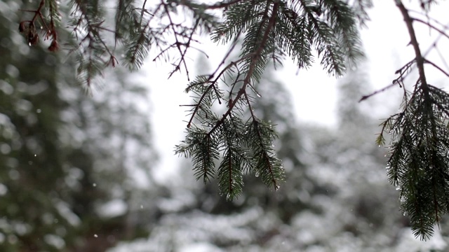 雪花落在冷杉树枝上。雪从森林里的松树树枝上落下。视频素材