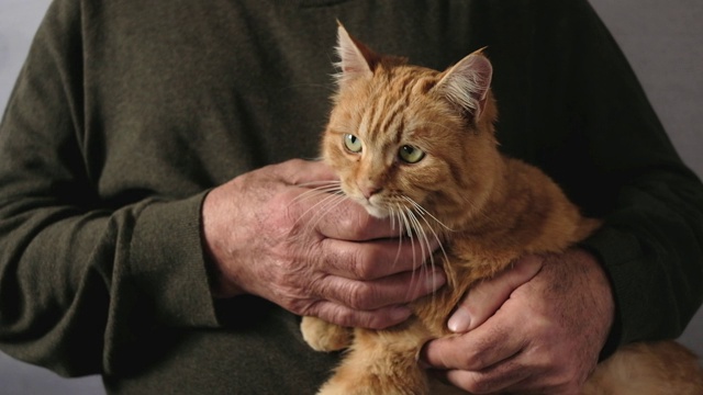 老人抚摸着一只姜黄色虎斑猫的胸部，他把它放在自己的膝盖上，靠近他的手和他的宠物视频下载