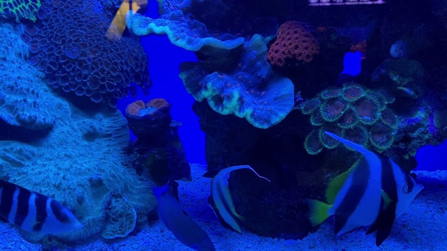 水族馆里的珊瑚和鱼视频素材