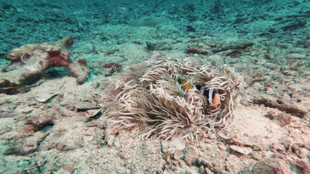 小丑鱼(Amphiprion clarkii)被珊瑚漂白的环境问题所包围视频素材