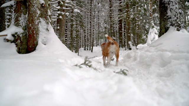 比格犬跑进路边积雪森林的4K视频。视频素材