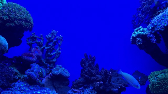 在水族馆里游泳的热带鱼视频素材