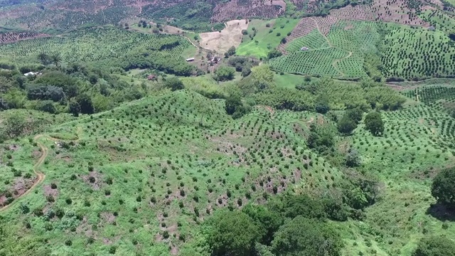 橙色的种植园视频素材