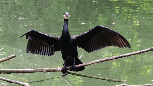 鸬鹚，Phalacrocorax carbo，在北半球被称为大黑鸬鹚，在澳大利亚被称为黑鸬鹚，在印度被称为大鸬鹚视频素材