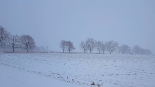 白色的暴风雪暴风雪横跨乡村的树木。乡村田野的大雪景观。视频素材