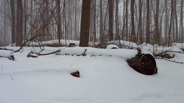 森林景观在冬季暴风雪与相机Pan。下雪的天气在美丽的林地与深雪地面与平移效果。视频素材