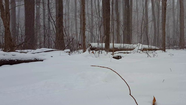 森林景观在冬季暴风雪与相机Pan。下雪的天气在美丽的林地与深雪地面与平移效果。视频素材