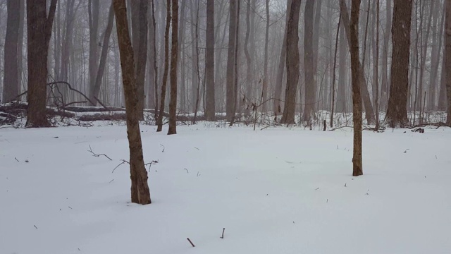 森林景观在冬季暴风雪与相机Pan。下雪的天气在美丽的林地与深雪地面与平移效果。视频素材