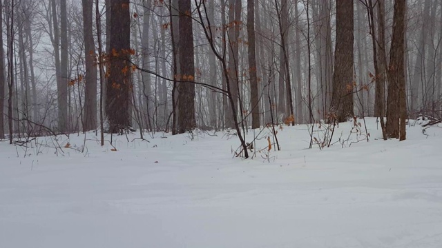 森林景观在冬季暴风雪与相机Pan。下雪的天气在美丽的林地与深雪地面与平移效果。视频素材