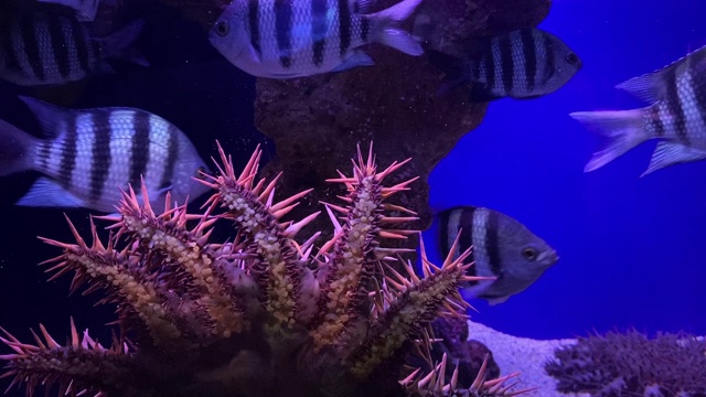 水族馆里的珊瑚和鱼视频下载