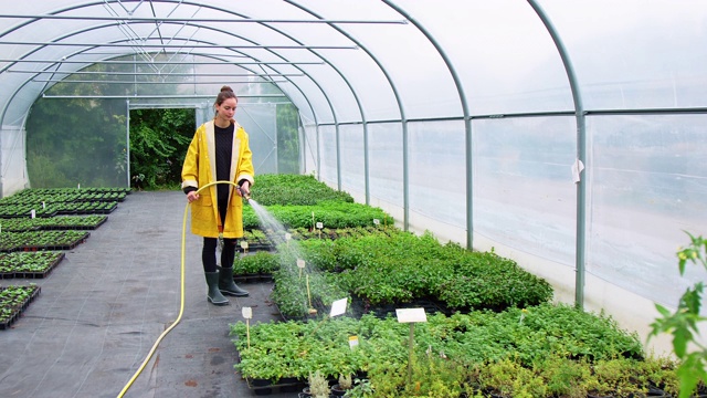 加德纳在温室给植物浇水视频素材