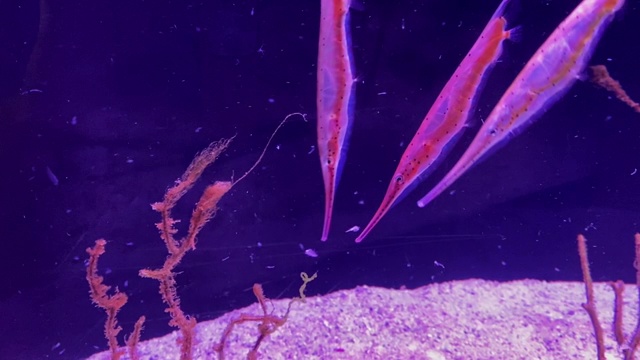 淡水水族馆视频素材