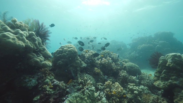 海底的珊瑚礁充满了珊瑚和五颜六色的鱼和其他海洋生物视频素材