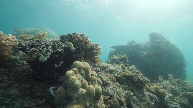 在热带海洋的水下风景丰富的海洋生物与潜水员游泳。视频素材