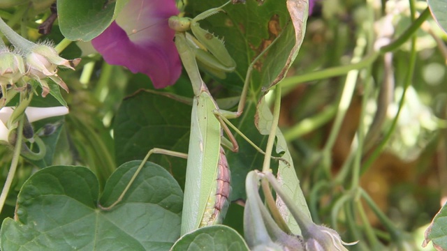 螳螂昆虫视频下载