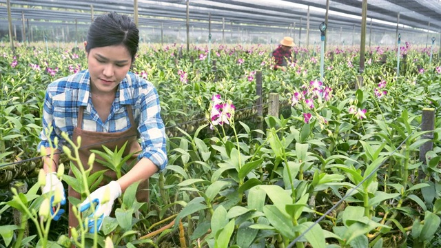 兰花是亚洲女性园艺师挑选兰花出口销售给客户的最佳选择。视频素材