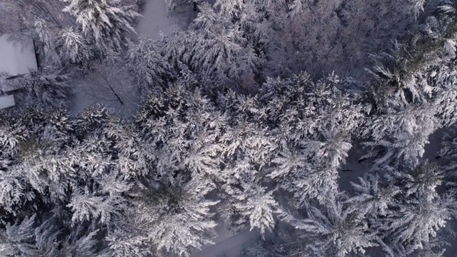 鸟瞰图积雪的木材被新雪覆盖视频素材