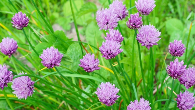 花园里有香葱花视频素材