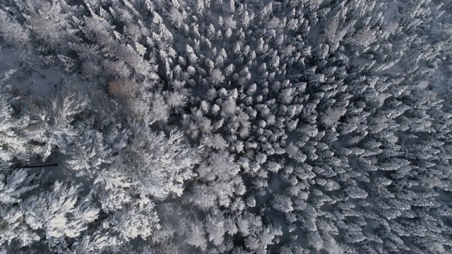 空中鸟瞰覆盖着雪的树顶视频素材