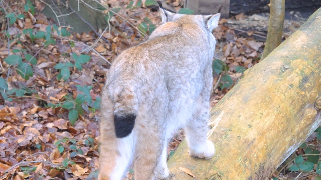 欧洲山猫的特写视频素材