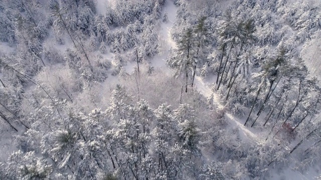 低飞在满是新雪的森林树木上，在美丽的冬季景色中视频素材