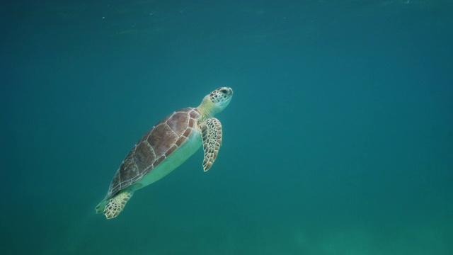 绿海龟浮出水面呼吸视频素材