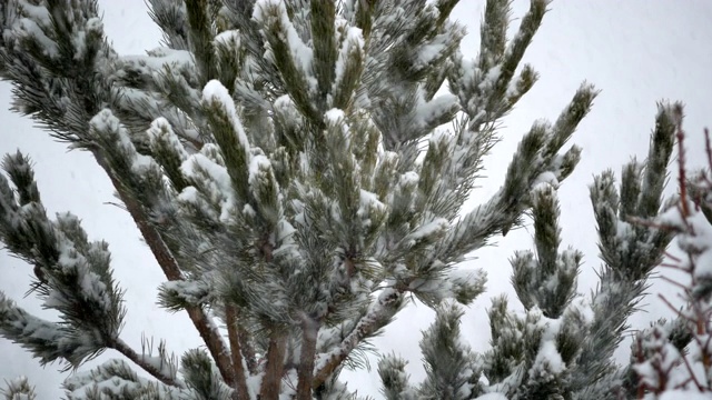 松树上下着大雪视频素材