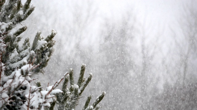 松树上下着大雪视频素材