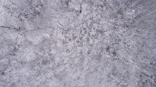 空中鸟瞰覆盖着雪的树顶视频素材