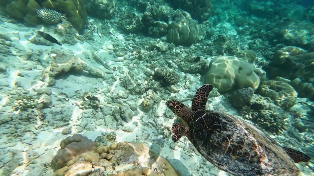 马尔代夫海里的海龟视频下载