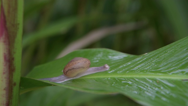 蜗牛在雨林的绿叶上行走视频素材