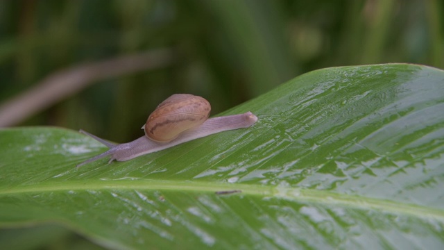 蜗牛在雨林的绿叶上行走视频素材