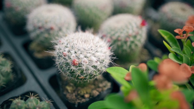 多汁的植物视频素材