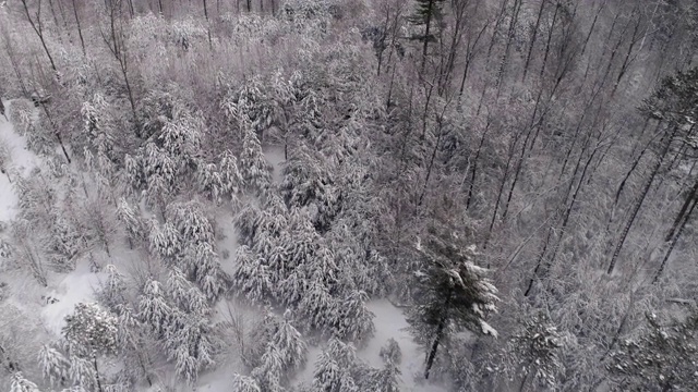 鸟瞰被新雪覆盖的木材，冬季。树上面飞视频素材