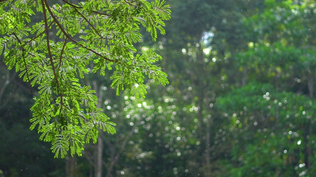 大自然的背景，大自然绿树的背景。视频素材