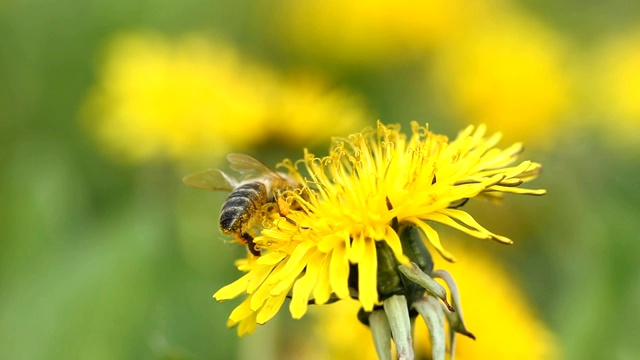 蜜蜂和黄色的蒲公英视频下载
