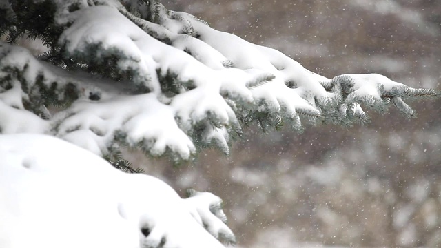 常青树和飘落的雪视频下载