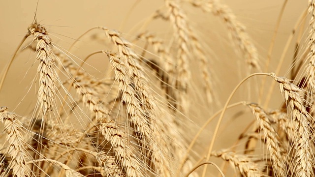 成熟的小麦的耳朵视频下载