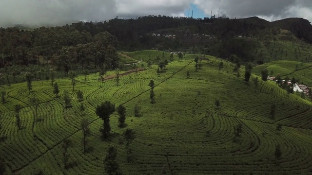 山上的茶园。鸟瞰图视频素材