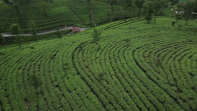 山上的茶园。鸟瞰图视频素材