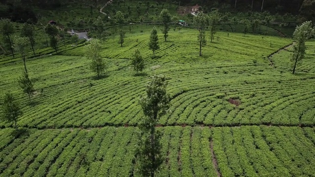 山上的茶园。鸟瞰图视频素材