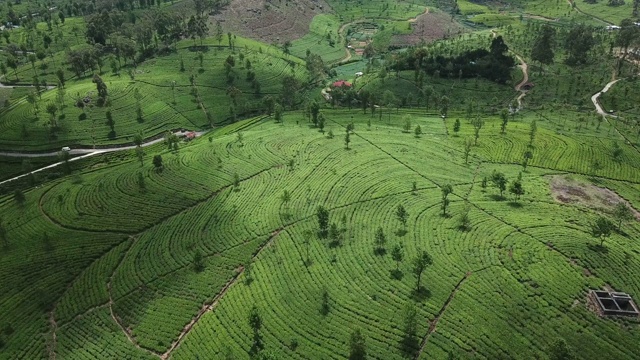 山上的茶园。鸟瞰图视频素材