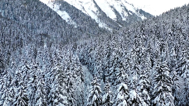 白雪覆盖的森林视频素材